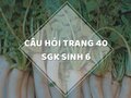 Câu hỏi thảo luận trang 40 SGK Sinh 6