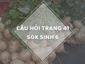 Câu hỏi thảo luận trang 41 SGK Sinh 6