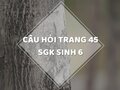 Câu hỏi thảo luận trang 45 SGK Sinh 6