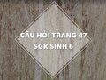 Câu hỏi thảo luận trang 47 SGK Sinh 6