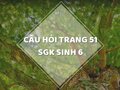 Câu hỏi thảo luận trang 51 SGK Sinh 6