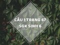 Câu 1 trang 67 SGK Sinh học 6