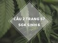 Câu 2 trang 67 SGK Sinh học 6
