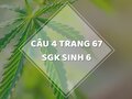 Câu 4 trang 67 SGK Sinh học 6