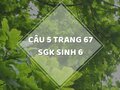 Câu 5 trang 67 SGK Sinh học 6