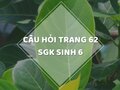 Câu hỏi thảo luận trang 62 SGK Sinh 6