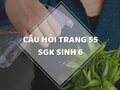 Câu hỏi thảo luận trang 55 SGK Sinh 6