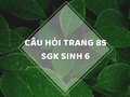 Câu hỏi thảo luận trang 85 SGK Sinh 6