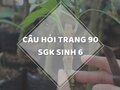 Câu hỏi thảo luận trang 90 SGK Sinh 6