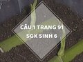 Câu 1 trang 91 SGK Sinh học 6