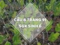 Câu 4 trang 91 SGK Sinh học 6