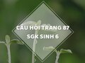 Câu hỏi thảo luận trang 87 SGK Sinh 6