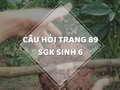Câu hỏi thảo luận trang 89 SGK Sinh 6