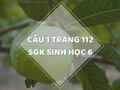Câu 1 trang 112 SGK Sinh học 6