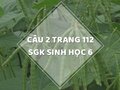 Câu 2 trang 112 SGK Sinh học 6