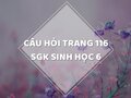 Câu hỏi thảo luận trang 116 SGK Sinh 6