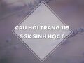 Câu hỏi thảo luận trang 119 SGK Sinh 6