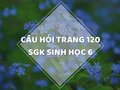 Câu hỏi thảo luận trang 120 SGK Sinh 6