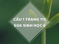 Câu 1 trang 115 SGK Sinh học 6