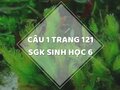 Câu 1 trang 121 SGK Sinh học 6