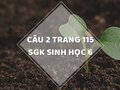 Câu 2 trang 115 SGK Sinh học 6