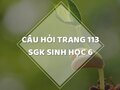 Câu hỏi thảo luận trang 113 SGK Sinh 6