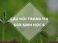 Câu hỏi thảo luận trang 114 SGK Sinh 6