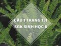 Câu 1 trang 131 SGK Sinh học 6