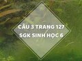 Câu 3 trang 127 SGK Sinh học 6
