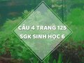 Câu 4 trang 125 SGK Sinh học 6