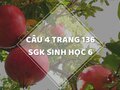Câu 4 trang 146 SGK Sinh học 6