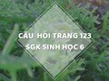 Câu hỏi thảo luận trang 123 SGK Sinh 6