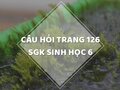 Câu hỏi thảo luận trang 126 SGK Sinh 6