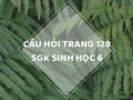 Câu hỏi thảo luận trang 128 SGK Sinh 6