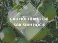 Câu hỏi thảo luận trang 132 SGK Sinh 6