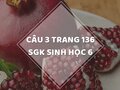 Câu 3 trang 136 SGK Sinh học 6