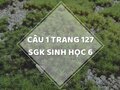 Câu 1 trang 127 SGK Sinh học 6