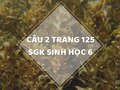 Câu 2 trang 125 SGK Sinh học 6