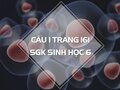 Câu 1 trang 161 SGK Sinh học 6
