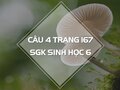 Câu 4 trang 167 SGK Sinh 6