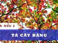 Văn tả cây bàng - Tập làm văn lớp 3