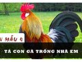 Bài văn Tả con gà trống nhà em