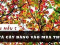 Tả cây bàng vào mùa thu