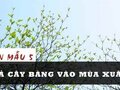 Tả cây bàng vào mùa xuân