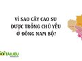 Vì sao cây cao su được trồng chủ yếu ở Đông Nam Bộ?