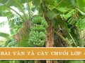Tả cây chuối lớp 4