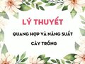Lý thuyết Quang hợp và năng suất cây trồng