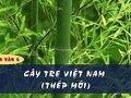 Soạn bài Cây tre Việt Nam (Thép Mới) chi tiết theo sách mới