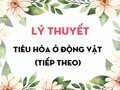 Lý thuyết Tiêu hóa ở động vật (tiếp theo)