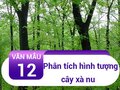 Phân tích hình tượng cây xà nu trong truyện Rừng xà nu